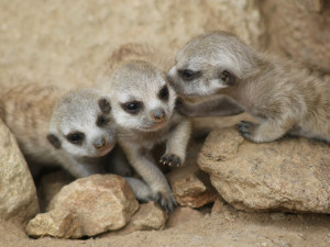 Jihlavská zoo hlásí chovatelský úspěch, surikatám se narodila čtyři mláďata