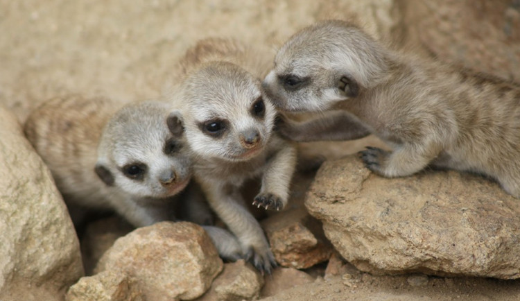 Jihlavská zoo hlásí chovatelský úspěch, surikatám se narodila čtyři mláďata