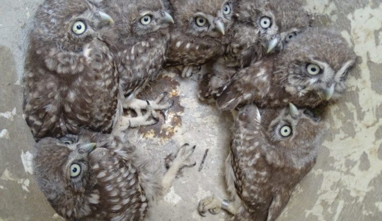 Historický úspěch. Sedm sýčků v jednom hnízdě