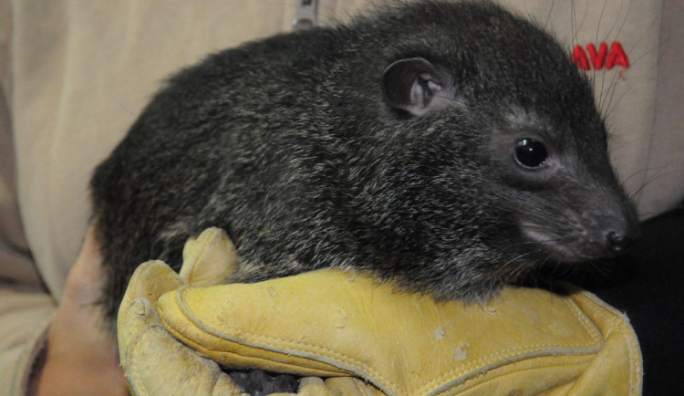 Mládě damana pralesního v jihlavské zoologické zahradě