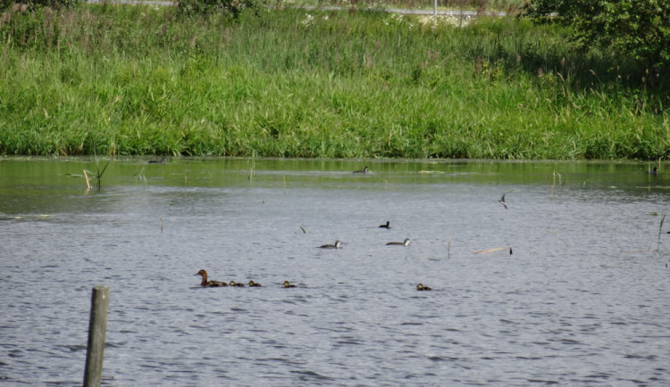Sečení u rybníka na Žďársku zničilo hnízda vodních ptáků. Práce proběhly bez povolení