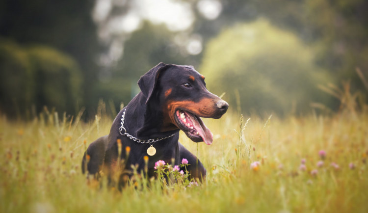 I tvůj hafan může darovat krev a stejně jako dobrman Sorbon třeba jednou zachrání jinému psovi život