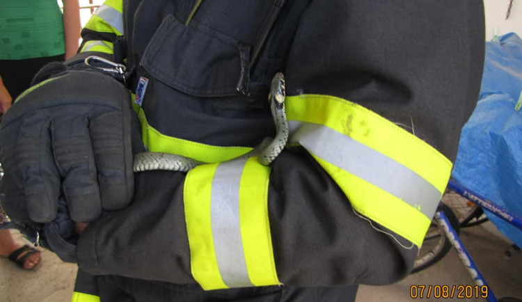 V komoře rodinného domu se ubytovala užovka obojková. Ven ji pomohli dostat hasiči