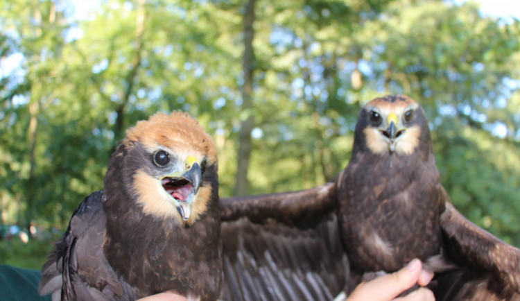 Před měsícem jim hnízdo zničil kombajn, dneska byli dva mladí motáci vypuštěni zpět do přírody