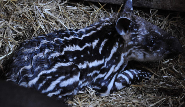 Jihlavská zoo má nový přírůstek. Mladého tapíra mohou návštěvníci už teď vidět ve výběhu