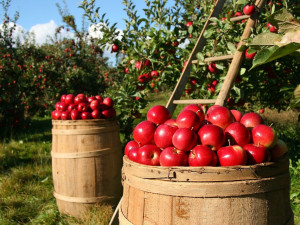 Úroda jablek po mrazech a suchu klesne asi o třicet procent