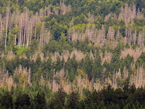 Vysoké Studnice už jsou bez smrkových lesů. Kvůli kůrovci tratí i jiné obce Jihlavska