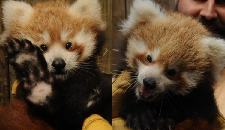 Ti jsou krásní! V jihlavské zoo se narodila dvě mláďata pandy červené