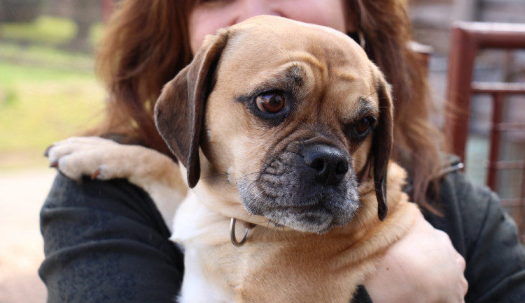 Jedním z Pašáků Vysočiny se stala fenka Meggy ze Sázavy u Žďáru na Sázavou.