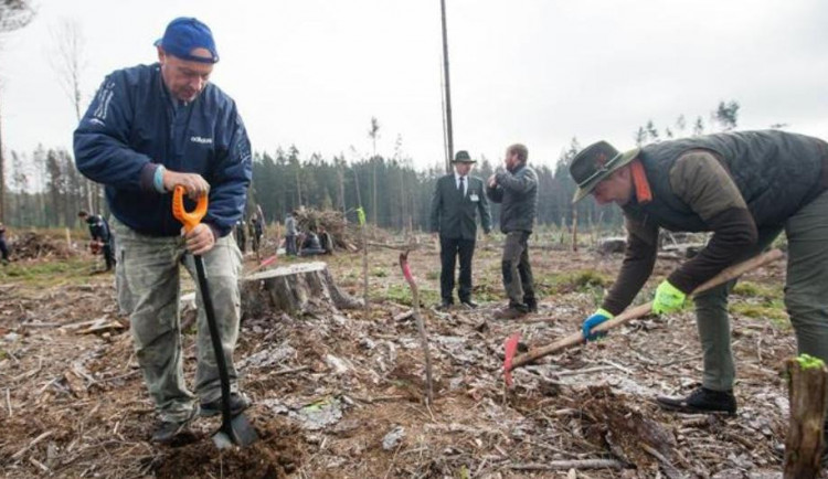 FOTO: Dobrovolníci na holinách po kůrovcové kalamitě sázeli mladé stromky