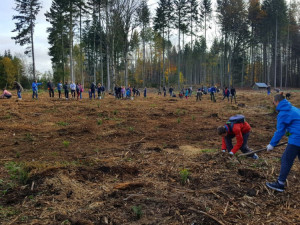Fotbalový Bedřichov pomáhá, na místech zničených kůrovcem dnes vysázel skoro tisíc mladých stromků
