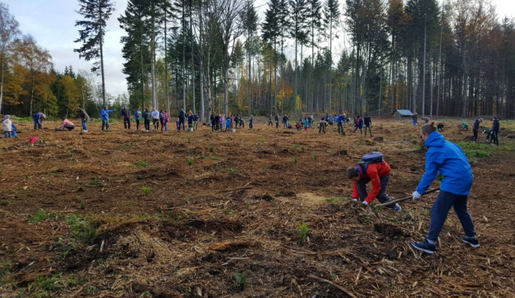 Fotbalový Bedřichov pomáhá, na místech zničených kůrovcem dnes vysázel skoro tisíc mladých stromků