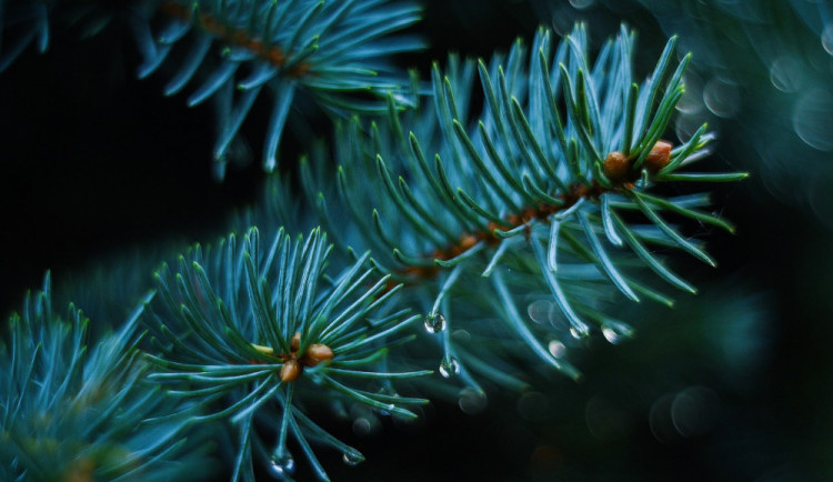 Zloděj si z lesa odnesl sedmnáct vzrostlých smrků. Hrozí mu až dva roky za mřížemi