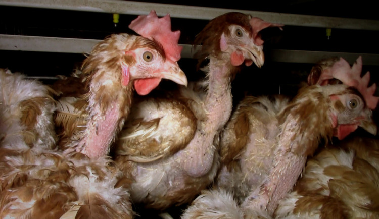 VIDEO: V Česku vzniká ojedinělý dokument Svědectví. Nahlédne pod masku živočišného průmyslu