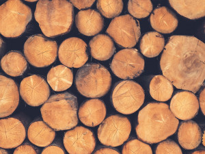 Zloděj v lese ukradl 120 kubíků smrkového dřeva. Majitel tak přišel skoro o 80 tisíc korun