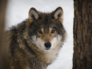 U Telče se zřejmě pohybuje jeden či více vlků. Chovatelé zvířat, pozor na zabezpečení, varují ochránci přírody