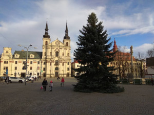 FOTO, VIDEO: Na jihlavském Masarykově náměstí už stojí vánoční strom. Rozzáří se 1. prosince