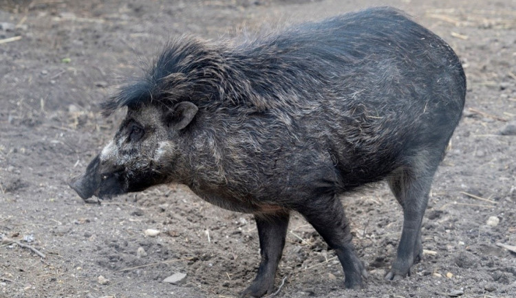 Jihlavská zoo v prosinci představí nová zvířata, tři kriticky ohrožená prasata visajánská