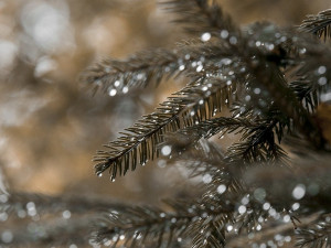 POČASÍ NA NEDĚLI: Místo sněhu spíše déšť, teploty budou opět nadprůměrné