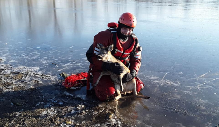 Nový rok začali hasiči v Telči úspěšně. Pomohli srnce, která uvízla v ledu na rybníku
