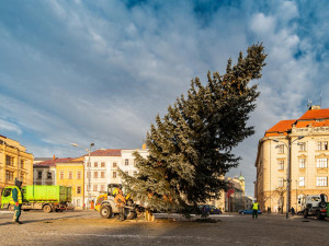 Stromek na Masarykově náměstí stál 50 dní, dnes šel k zemi. Kluziště ještě zůstává