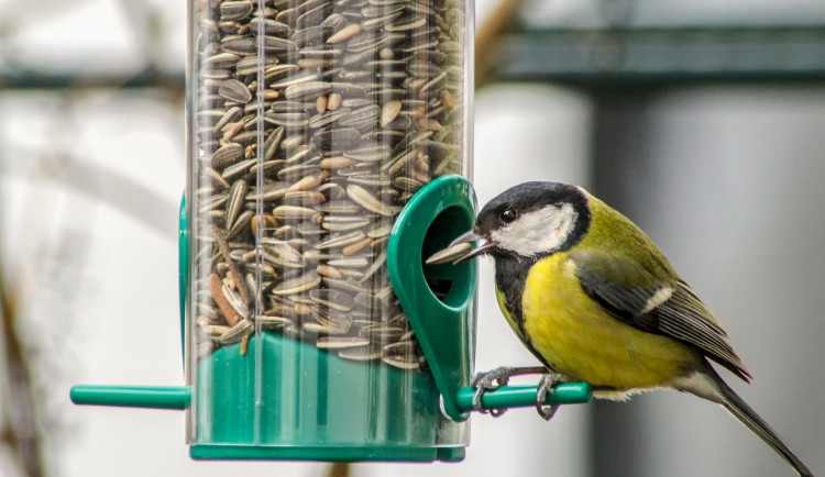 Do konce víkendu probíhá sčítání ptactva na krmítkách. Můžete se zapojit i vy