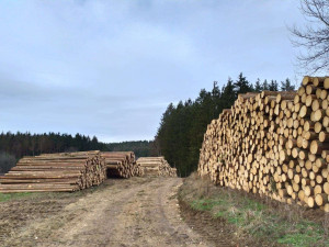 Kůrovcová kalamita: Vysočina letos rozdělí mezi lesníky 30 milionů korun