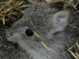 Klokanek_rudohnedy_(Aepyprymnus_rufescens)_7_DSC_4937x