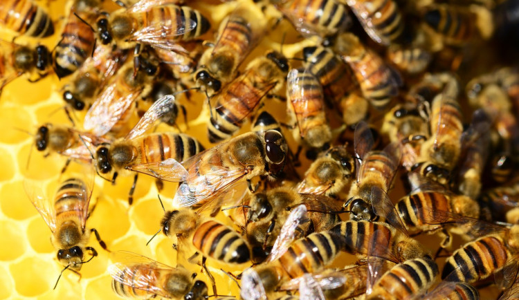 Na střeše krajského úřadu se nově zabydlí včely. O úly se budou starat mladí včelaři