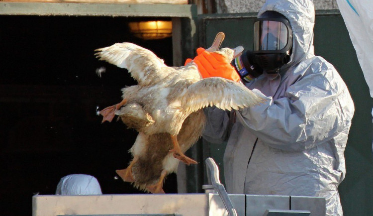Veterináři ukončili nařízení u Štěpánova, kde byla ptačí chřipka