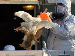 Veterináři ukončili nařízení u Štěpánova, kde byla ptačí chřipka