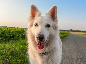 Ztracené psy mohou lidé nově hledat v aplikaci Státní veterinární správy