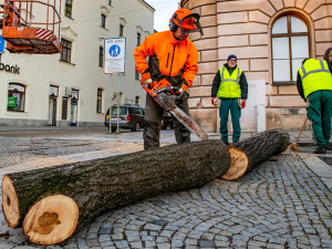 FOTO, VIDEO: Čtyři lípy na Masarykově náměstí šly k zemi. Kvůli hnilobě v kmenech