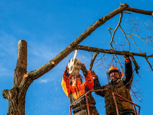 Čtyři lípy na Masarykově náměstí šly k zemi. Kvůli hnilobě v kmenech