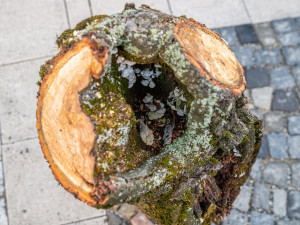 Čtyři lípy na Masarykově náměstí šly k zemi. Kvůli hnilobě v kmenech