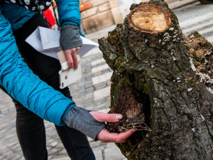 Čtyři lípy na Masarykově náměstí šly k zemi. Kvůli hnilobě v kmenech