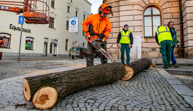 Čtyři lípy na Masarykově náměstí šly k zemi. Kvůli hnilobě v kmenech