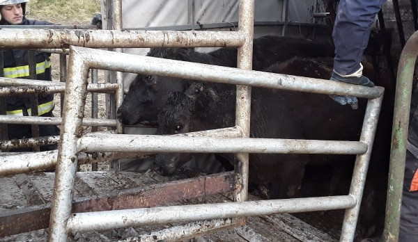 Na Třebíčsku havaroval náklaďák se skotem, jedna jalovice musela být utracena