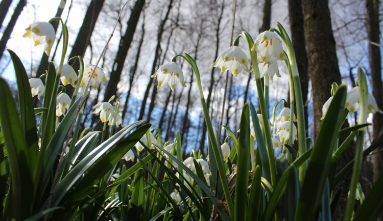 FOTO, VIDEO: Les Jechovec opět ozdobily bílozelené květy bledulí