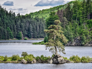 Nejkrásnější strom Evropy je na Vysočině, cenný titul získala Chudobínská borovice