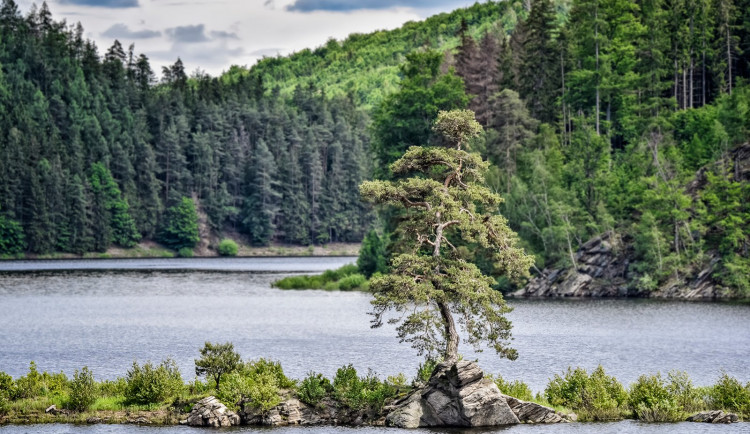 Nejkrásnější strom Evropy je na Vysočině, cenný titul získala chudobínská borovice