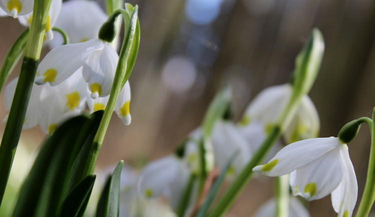 Řada lidí jezdí na výlet na bleduliště. Kraj Vysočina to však důrazně nedoporučuje
