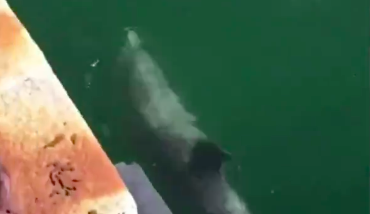 VIDEO: Delfíni v Benátkách? Smyšlenou zprávu publikovala i celosvětová média