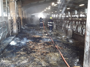 V kravíně zemědělského družstva hořela sláma. Byl vyhlášen druhý stupeň požárního poplachu