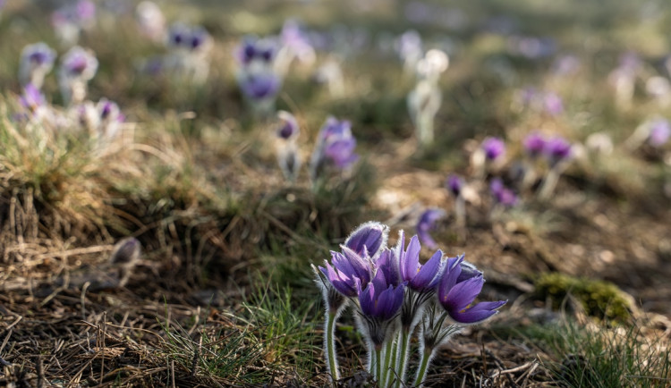 FOTO: U Trnavy se opět rozkvetly chráněné koniklece. Lidé se k nim chovají slušně