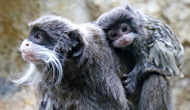 V jihlavské zoo nyní opravují a uklízí. Zaměstnanci pracují ve dvou skupinách