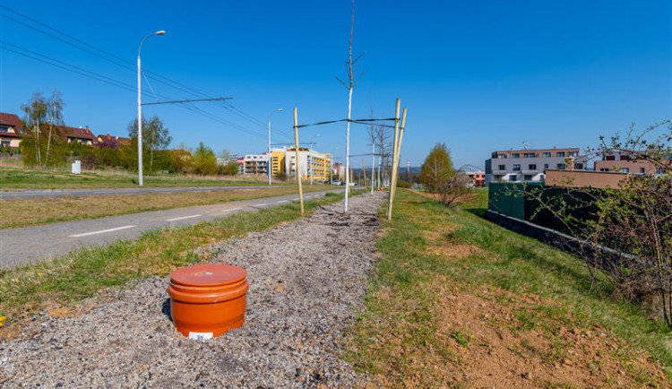 Nadměrné sucho se podepsalo i na stromech ve městě, magistrát jim musí poskytnout o to větší péči