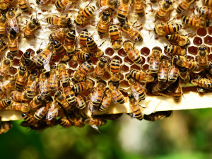 Osazení včelích úlů na krajském úřadě Vysočiny zdrží výskyt nemoci včel