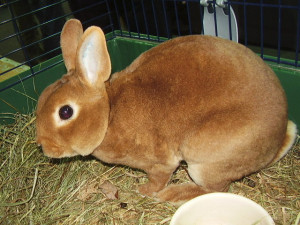 Z cizího pozemku ukradl alkohol a dva chovné králíky, může si odsedět až osm let