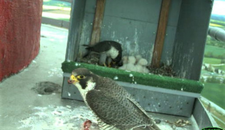 Na Vysočině po mnoha letech hnízdí sokoli, v Dukovanech vyvedli čtyři mladé